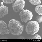 SEM images of processed pellets. B: ASD pellets from direct palletization (SB)