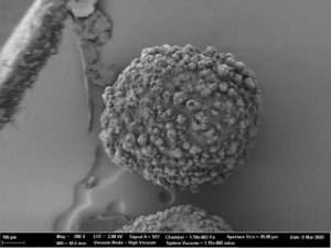 SEM images of Cellets® 500 particles coated with sodium benzoate at process conditions as printed in Table 2 (italic).