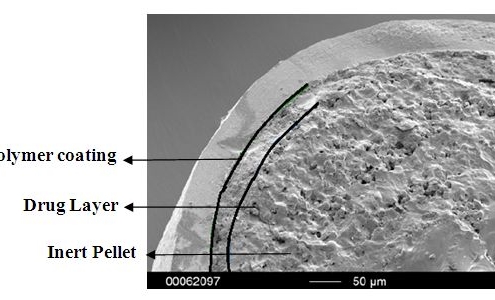 Figure 3: SEM picture of cross section of a Taste masked pellets coated with 25 mg Eudragit EPO.
