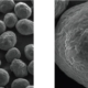 microcrystalline cellulose for organic pollutants adsorption